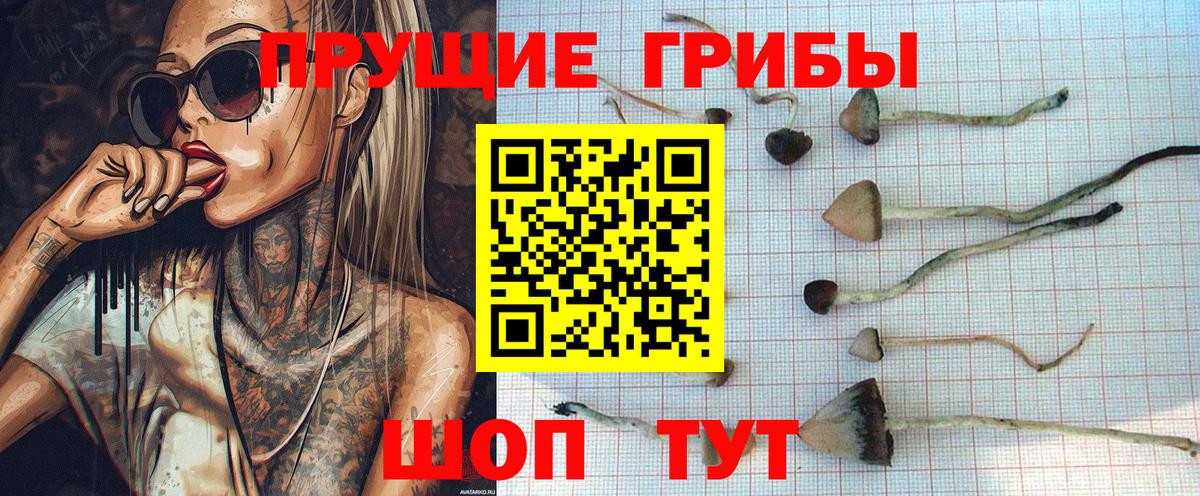 Гусев  Псилоцибиновые грибы Psilocybe  Вход с VPN  Псилоцибиновые грибы мухоморы 